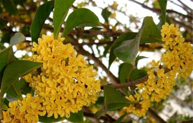 桂花什么时候栽种最合适（桂花的种植时间及方法）