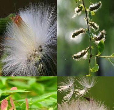 植物的传播种子的方法都有哪些（了解种子的传播方式）