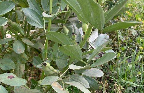 七月份能种蚕豆吗（蚕豆种植方法与时间）