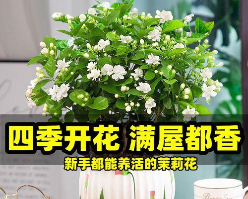 怎么养茉莉花才能养活（茉莉花的栽培技术）