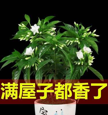 适合室内的花卉植物有哪些（盘点五种适合室内养的花卉）