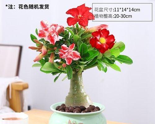 玫瑰花养殖方法（玫瑰花栽培管理技术要点）