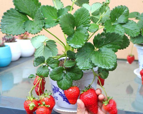 什么时候种草莓（草莓的正确种植方法）