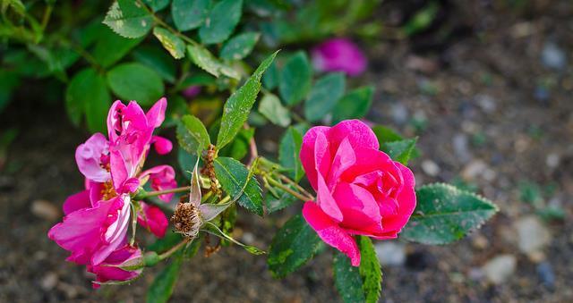 月季花几点开花时间（关于月季花花期简介）