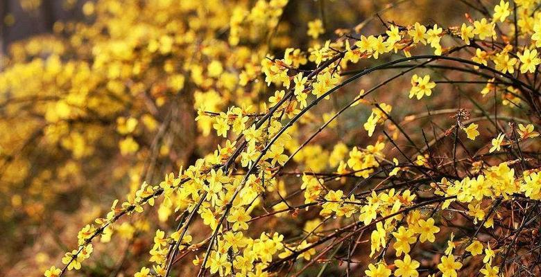 二月的代表花是什么（盘点二月代表性花朵）