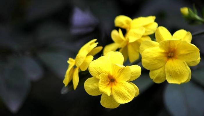 二月的代表花是什么（盘点二月代表性花朵）