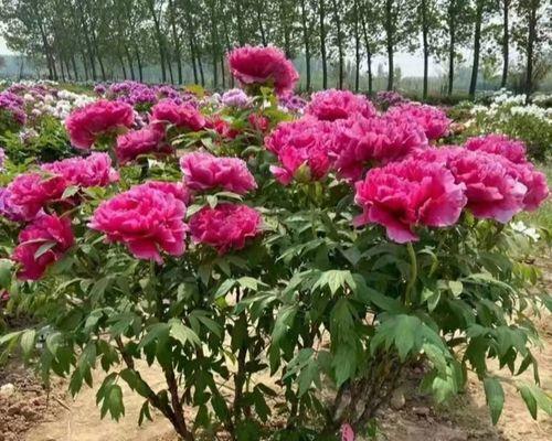 牡丹花什么季节栽种（牡丹移栽时间）