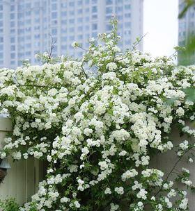 木香花如何扦插（木香花的繁殖方法与栽培技术）