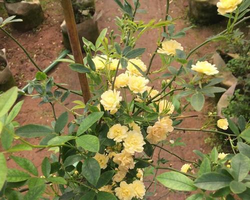 木香花如何扦插（木香花的繁殖方法与栽培技术）