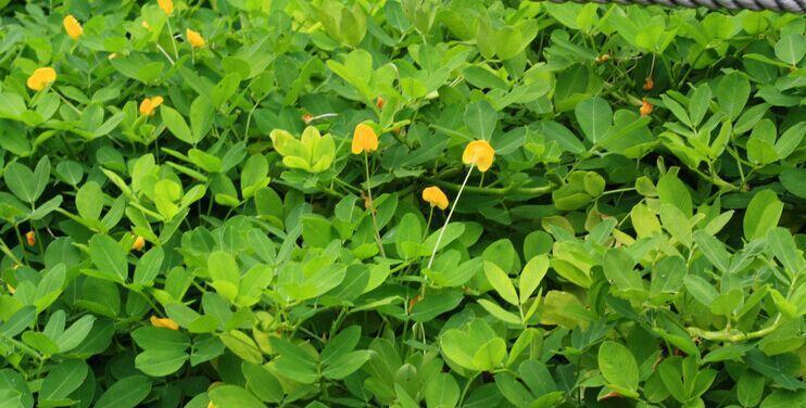 花生种植时间和生长期（花生种植的季节）