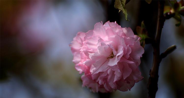 樱花几月开得最旺盛（观赏樱花花期简介）