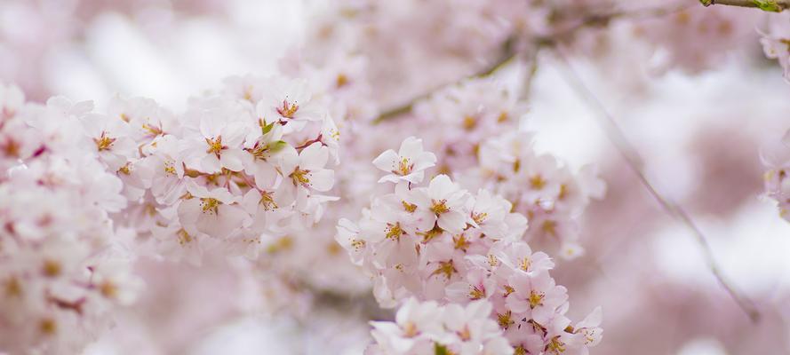 樱花几月开得最旺盛（观赏樱花花期简介）