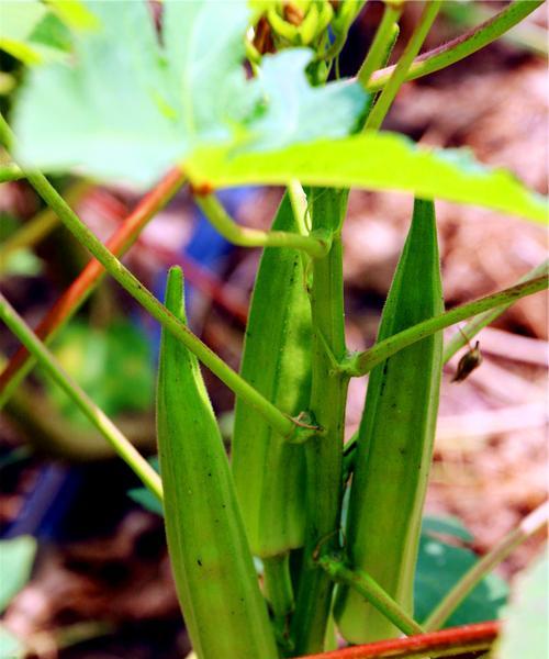 秋葵适合在什么地方种植（秋葵种植时间和方法）