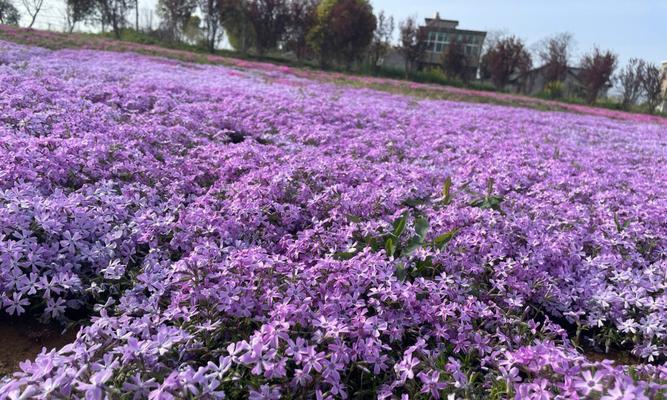 芝樱花苗种植方法和时间（芝樱花种子播种时间和方法）