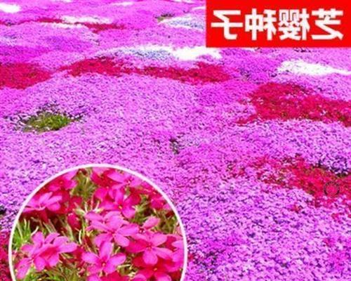 芝樱花苗种植方法和时间（芝樱花种子播种时间和方法）