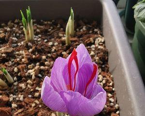 怎样种植藏红花盆栽（藏红花的种植技术）