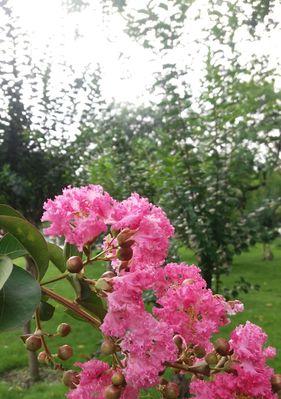 六月什么花开得最旺盛（六月代表性的花介绍）