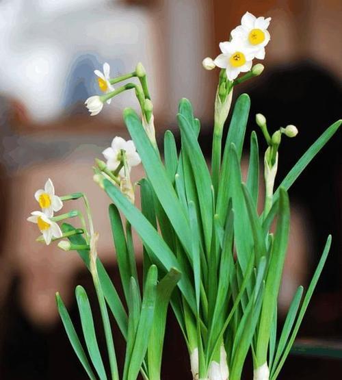 水仙花的科普知识资料（关于水仙花的特点介绍）