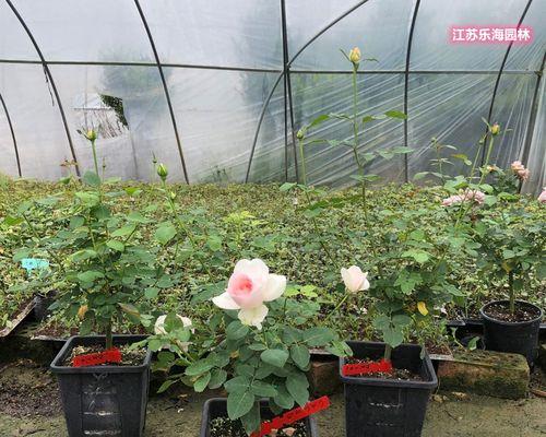 月季花怎么家养（月季花家养方法与技巧）