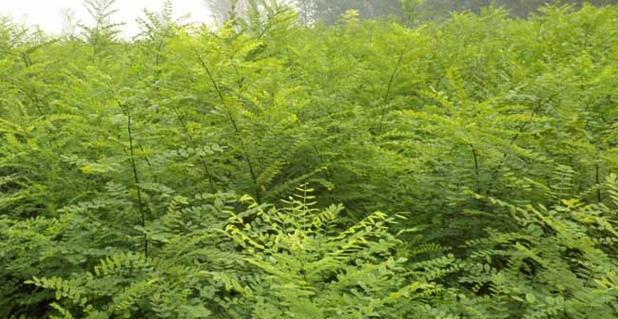 国槐种子什么时候播种（国槐树的种植方法讲解）