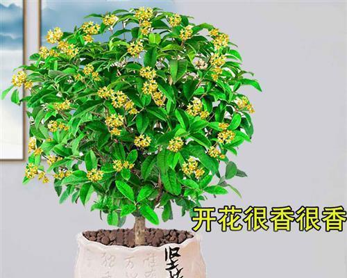 如何养殖桂花（桂花养殖技巧与注意事项）