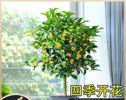 怎样养植桂花（种植桂花的注意事项）