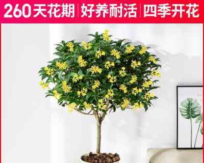 怎样养植桂花（种植桂花的注意事项）