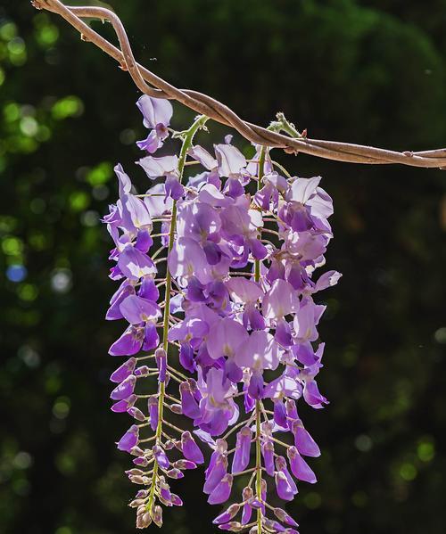 紫藤花的花语与传说（揭秘紫藤花的神秘意义）