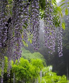 紫藤花花语寓意（一朵紫藤花）