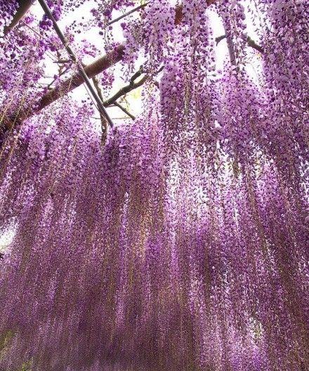 紫藤花的花语与传说（探寻紫藤花的美丽寓意与神奇故事）