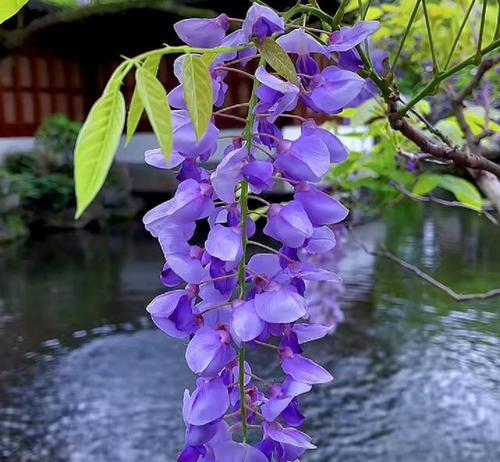 紫藤花的花语与意义（揭秘紫藤花的浪漫花语）