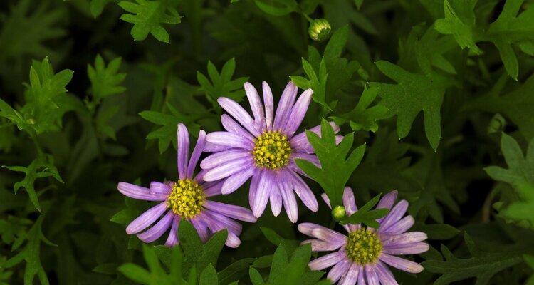 紫菀花的花语与象征意义（探寻紫菀花的花语）