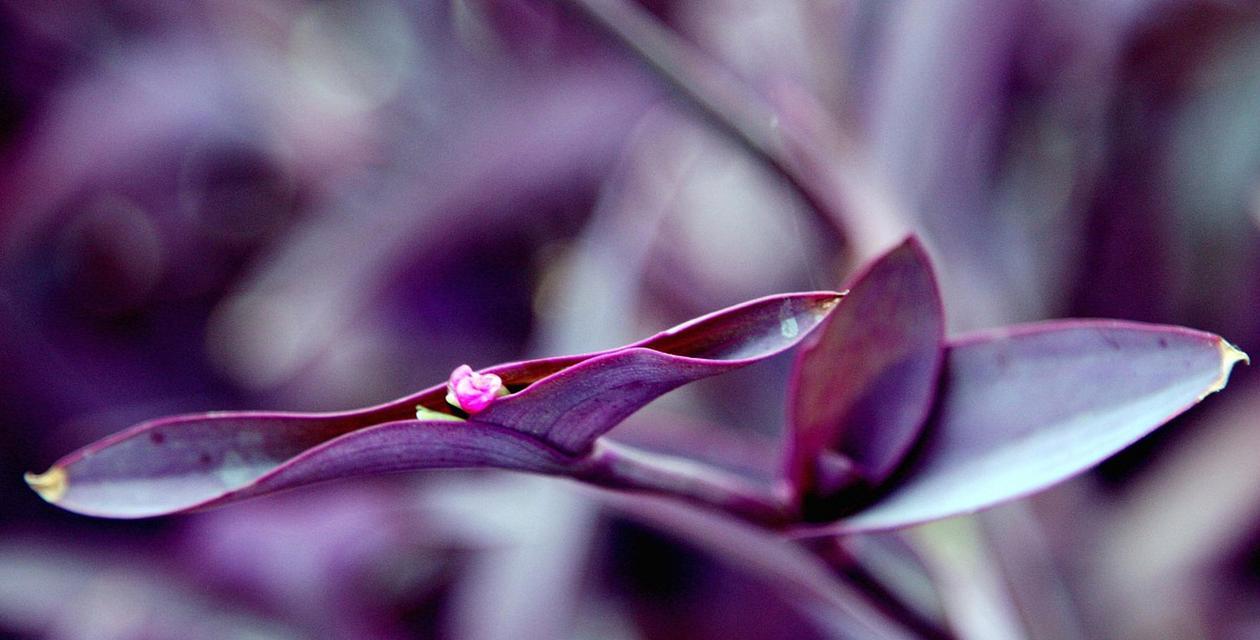 紫竹梅花语——寄托希望与坚持的象征（紫竹梅花语的意义）