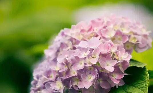 八仙花花语花意（八仙花的花语解读及象征意义）