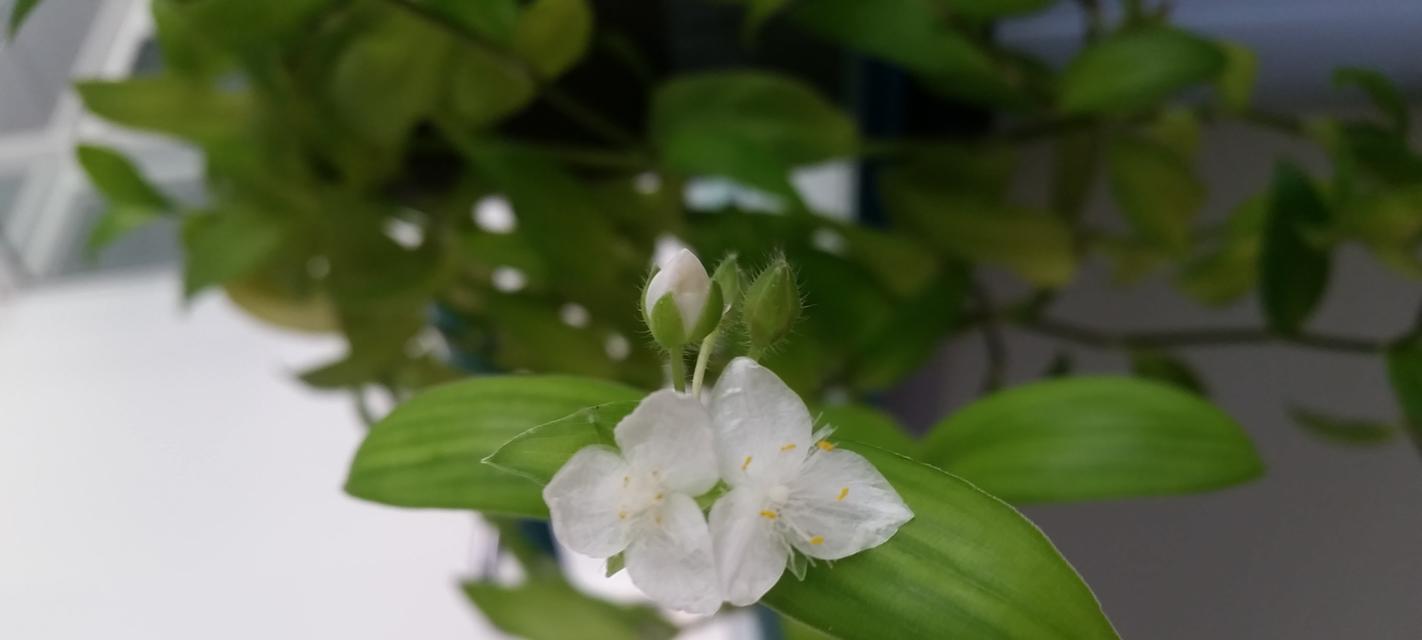 白花紫露草的花语与意义（探寻白花紫露草的神秘花语之谜）