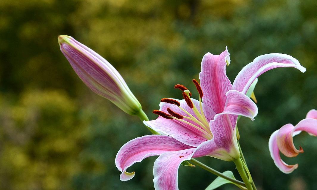 百合花语（探索百合花语的丰富内涵与文化意义）