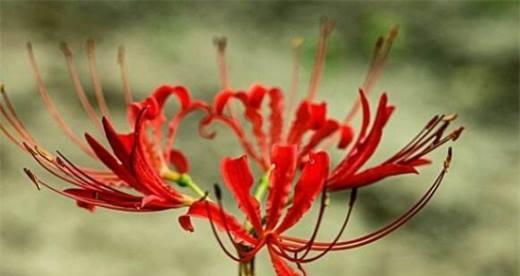 彼岸花花语大揭秘，人生如梦落红尘（走进彼岸花的世界）