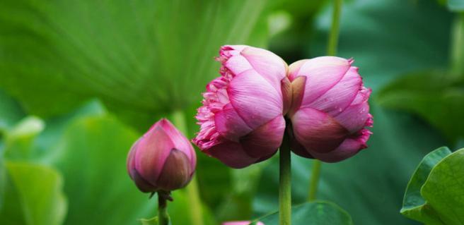 并蒂莲的花语与寓意（探索并蒂莲花背后的深层含义）