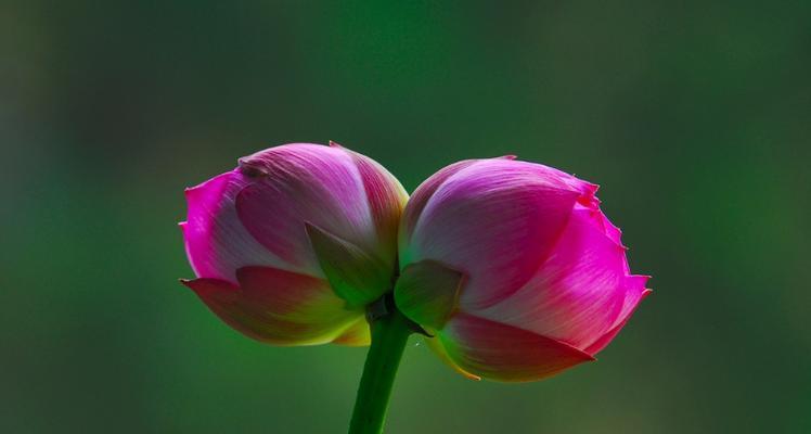 并蒂莲的花语与寓意（探索并蒂莲花背后的深层含义）