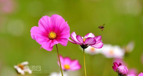 探寻波斯菊的花语之美（花开如诗）