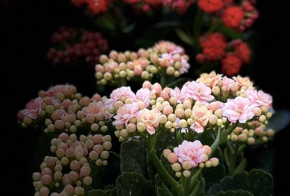 长寿花——寓意长寿与繁荣的花卉（探索长寿花的花语）