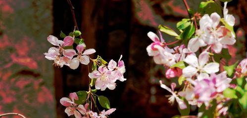 垂丝海棠花语之美——探寻花开的意义（一朵垂丝海棠花）