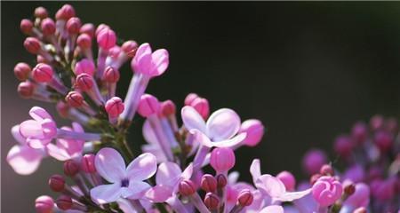 丁香花语的深刻意义（探寻丁香花语背后的情感与寓意）