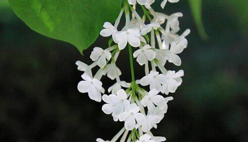 丁香花的花语与意义（探寻丁香花所传递的情感与寓意）