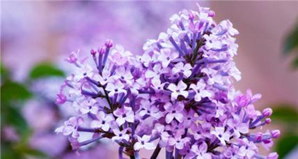 丁香花的花语与意义（探寻丁香花所传递的情感与寓意）