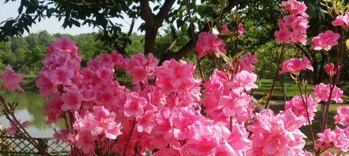 杜鹃花的花语与寓意（揭开杜鹃花的神秘面纱）