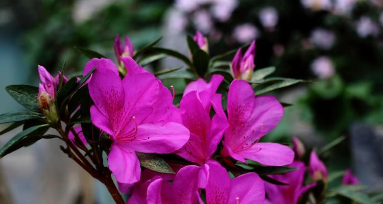 杜鹃花的花语与寓意（揭开杜鹃花的神秘面纱）