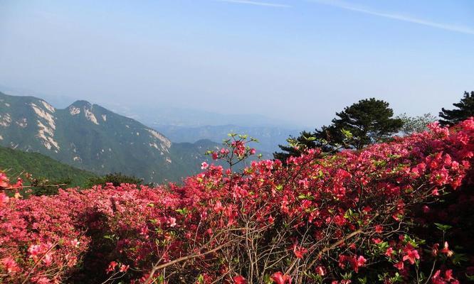 杜鹃花（以其特点和象征意义探寻花卉世界的奥秘）