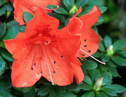 杜鹃花（以其特点和象征意义探寻花卉世界的奥秘）