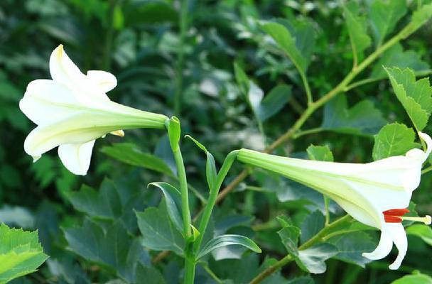 百合花的寿命有多久（百合花养护技巧与注意事项）